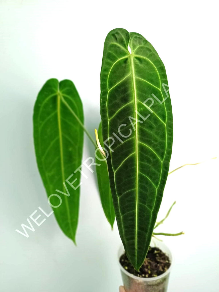 Anthurium warocqueanum