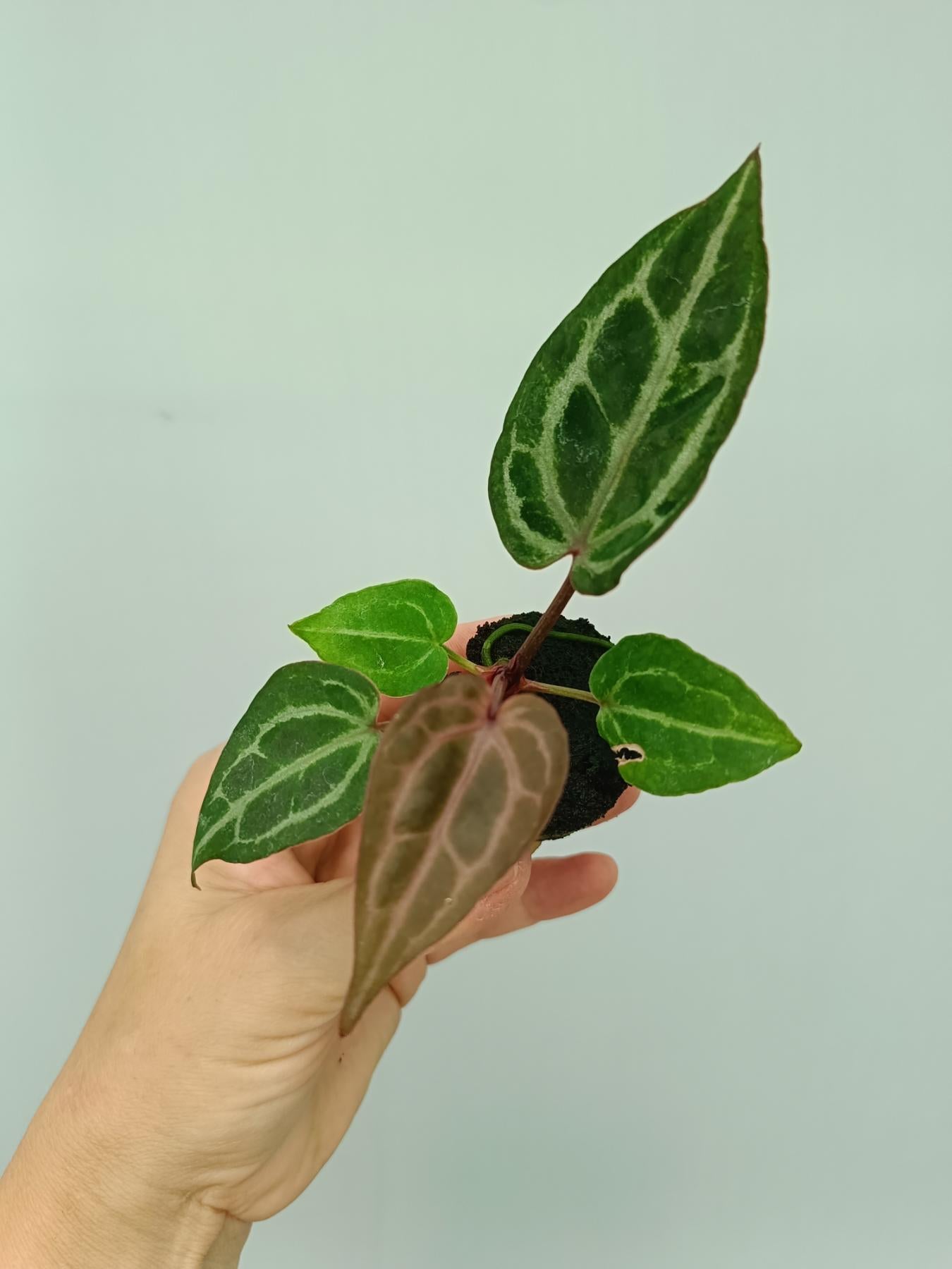anthurium cry Anthurium red crystallinum (young plant)