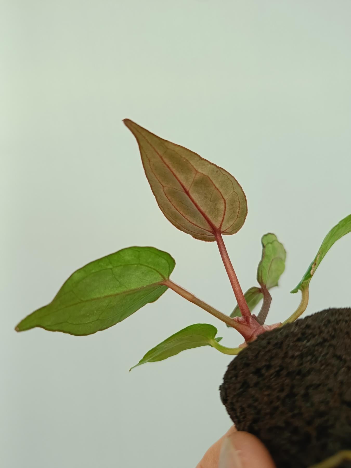 anthurium cry Anthurium red crystallinum (young plant)