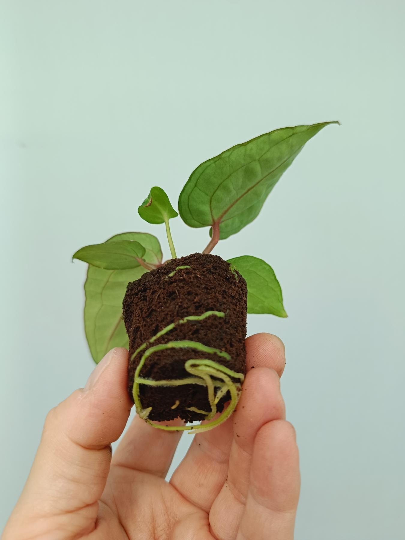 anthurium cry Anthurium red crystallinum (young plant)