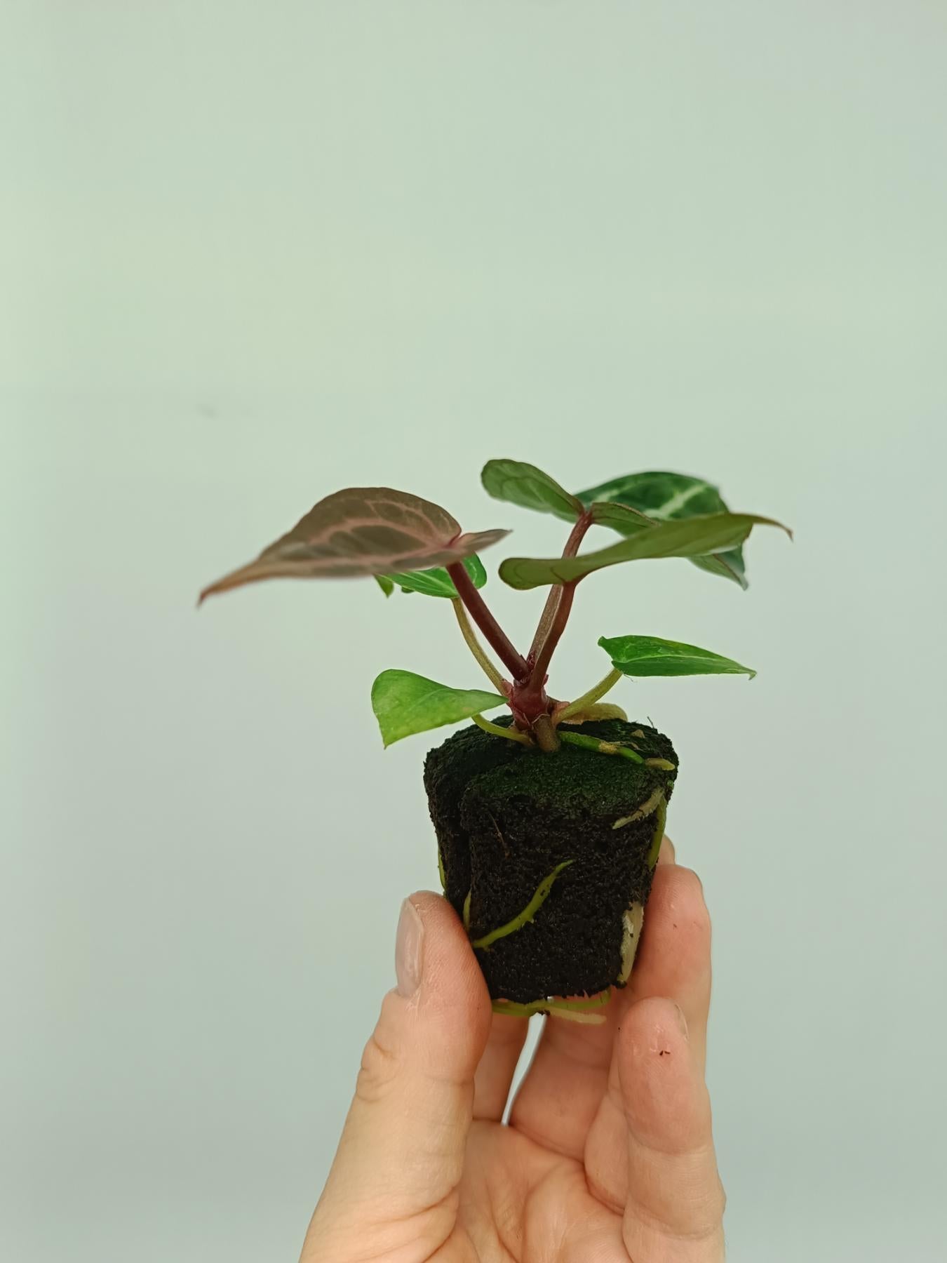 anthurium cry Anthurium red crystallinum (young plant)
