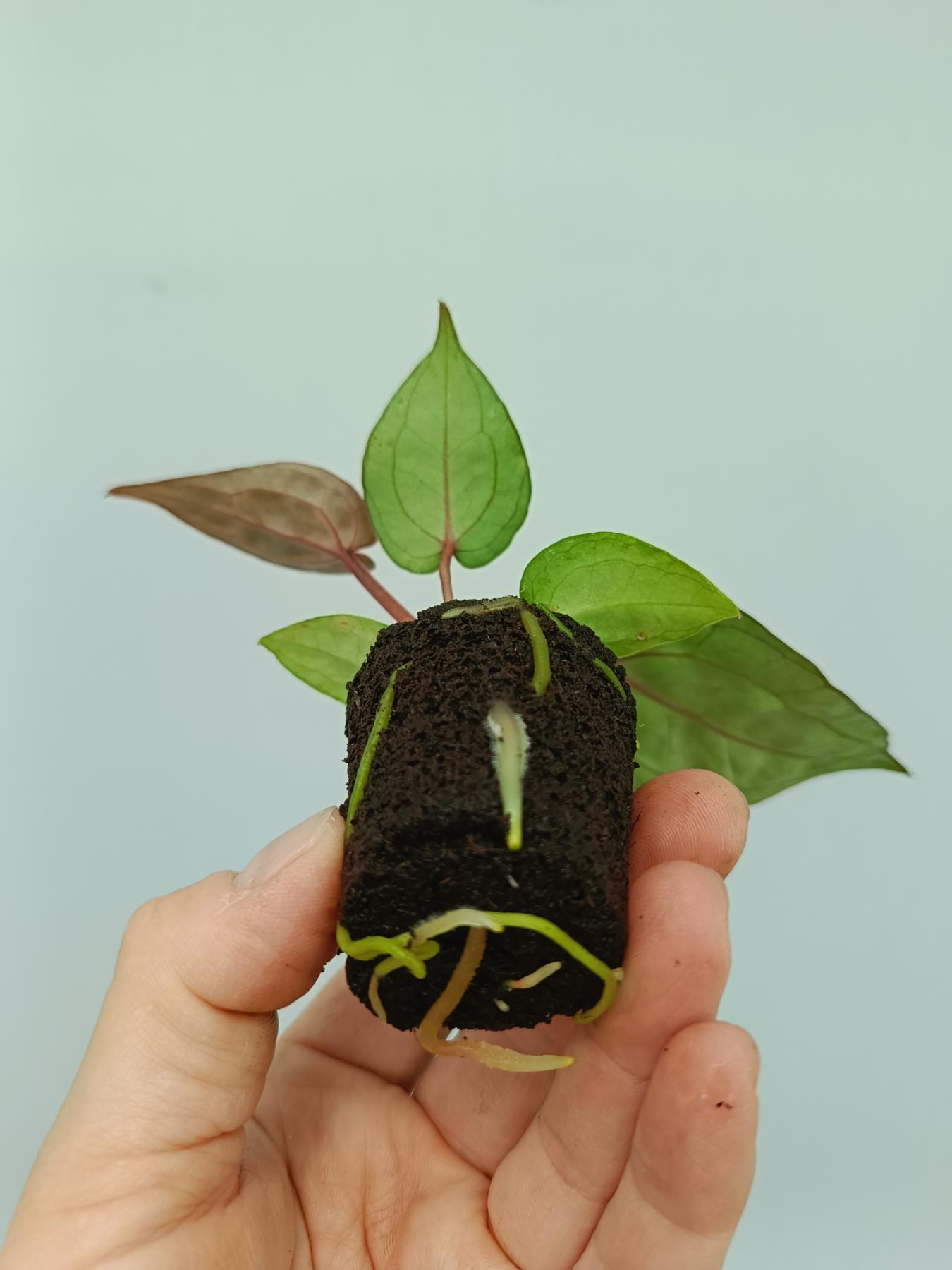 anthurium cry Anthurium red crystallinum (young plant)