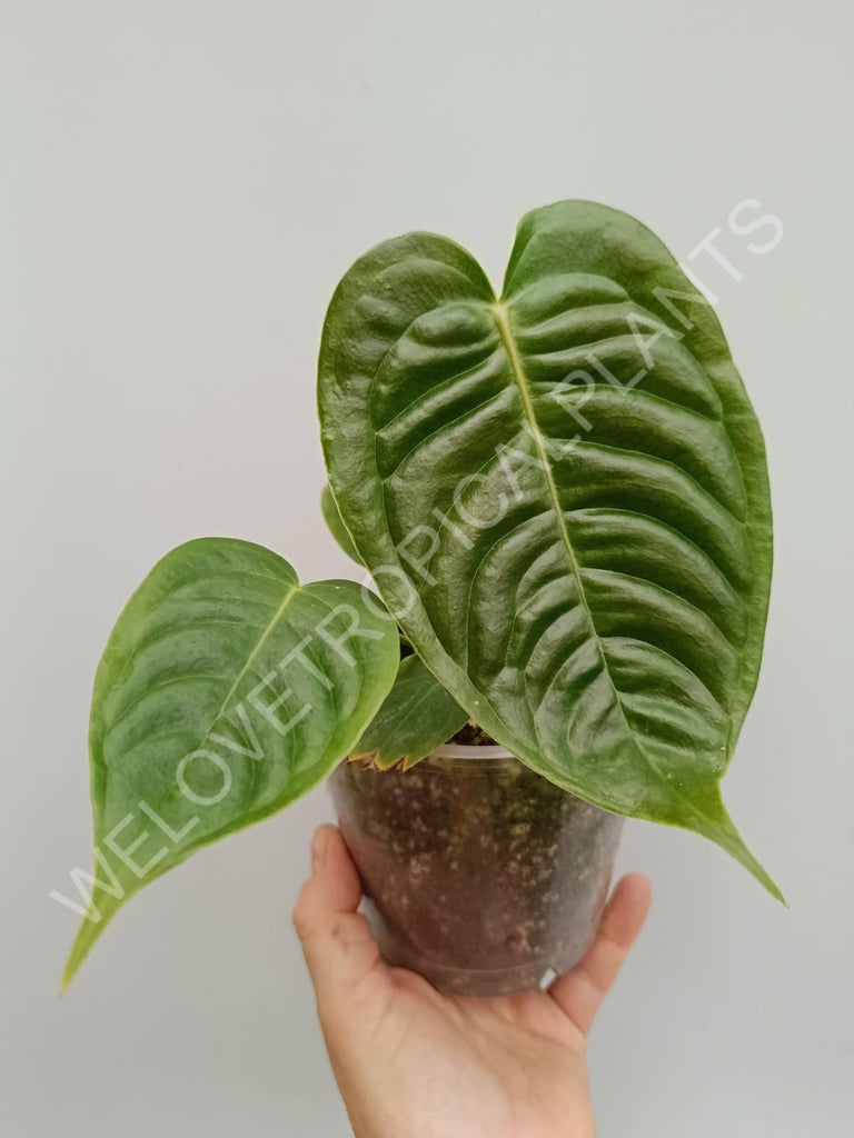 Anthurium veitchii narrow