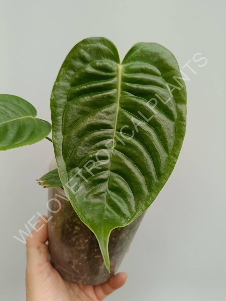 Anthurium veitchii narrow