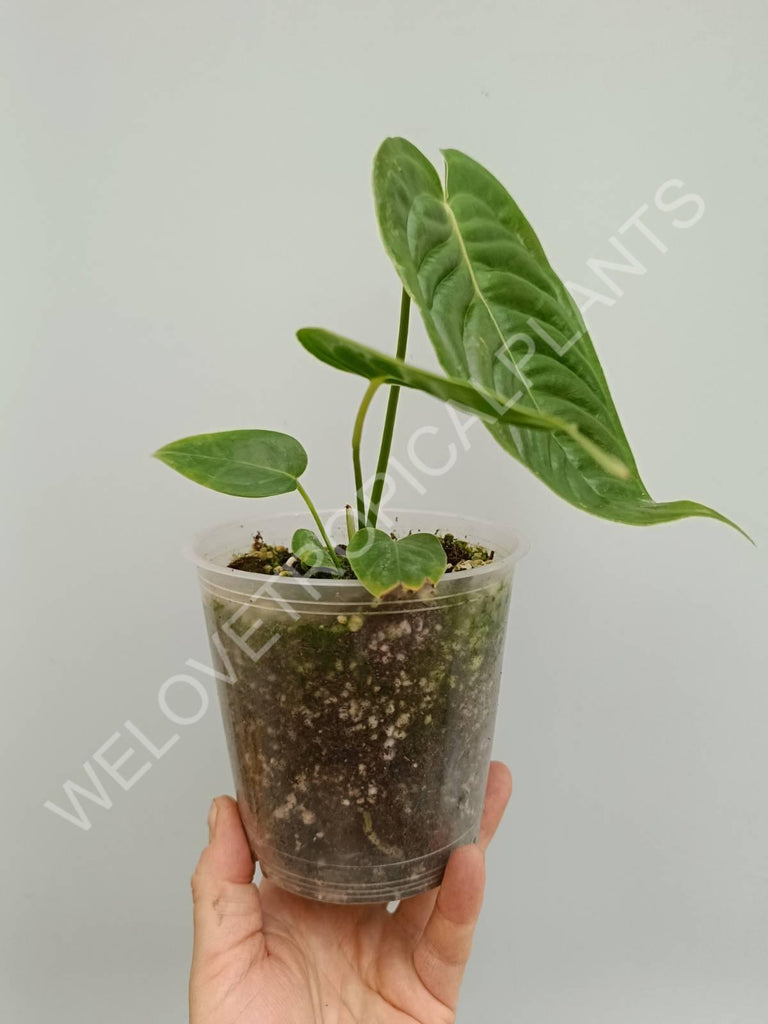 Anthurium veitchii narrow