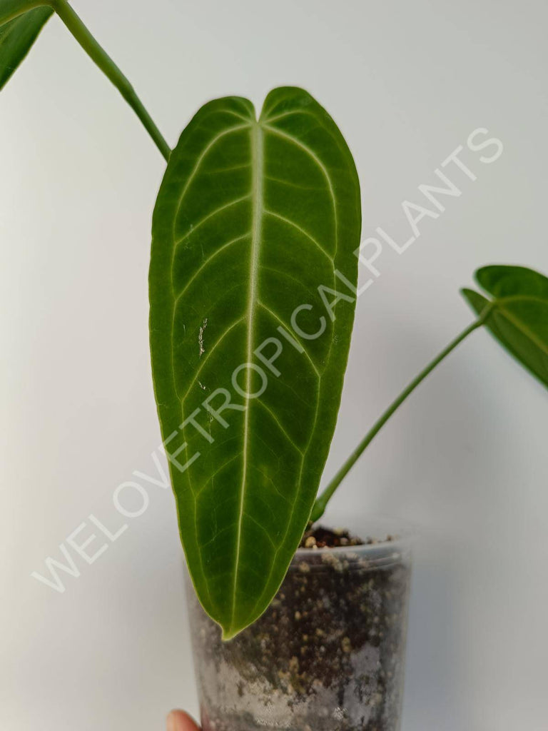 Anthurium warocqueanum