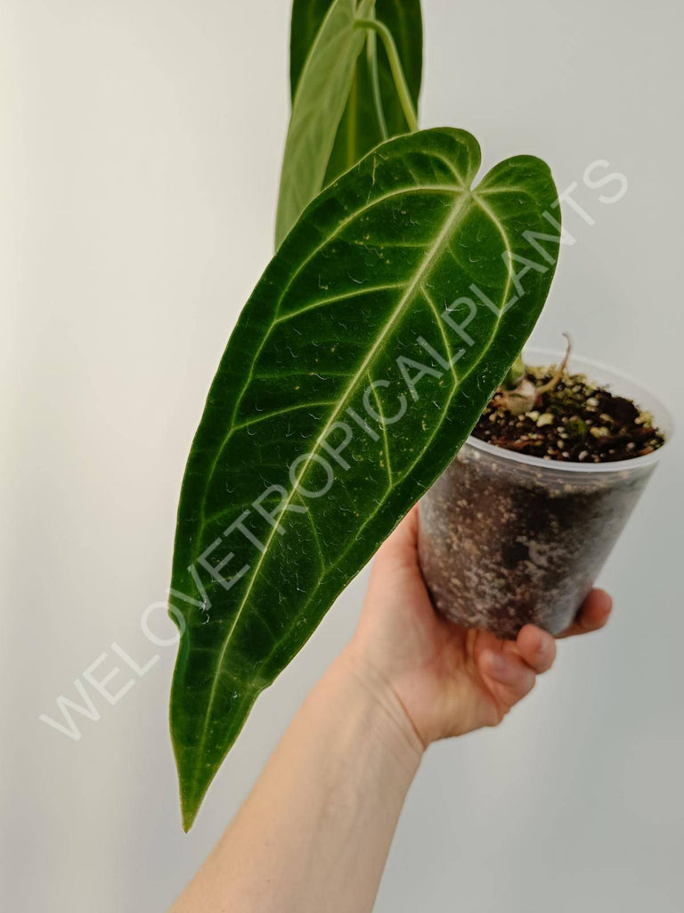 Anthurium warocqueanum