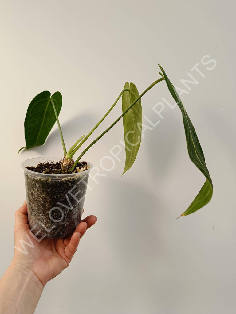 Anthurium warocqueanum