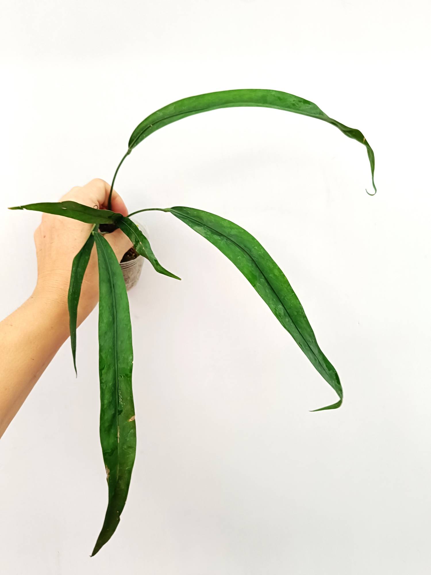 Anthurium Type Pendens JA - Healthy, Fully Rooted Plant in 8cm Pot