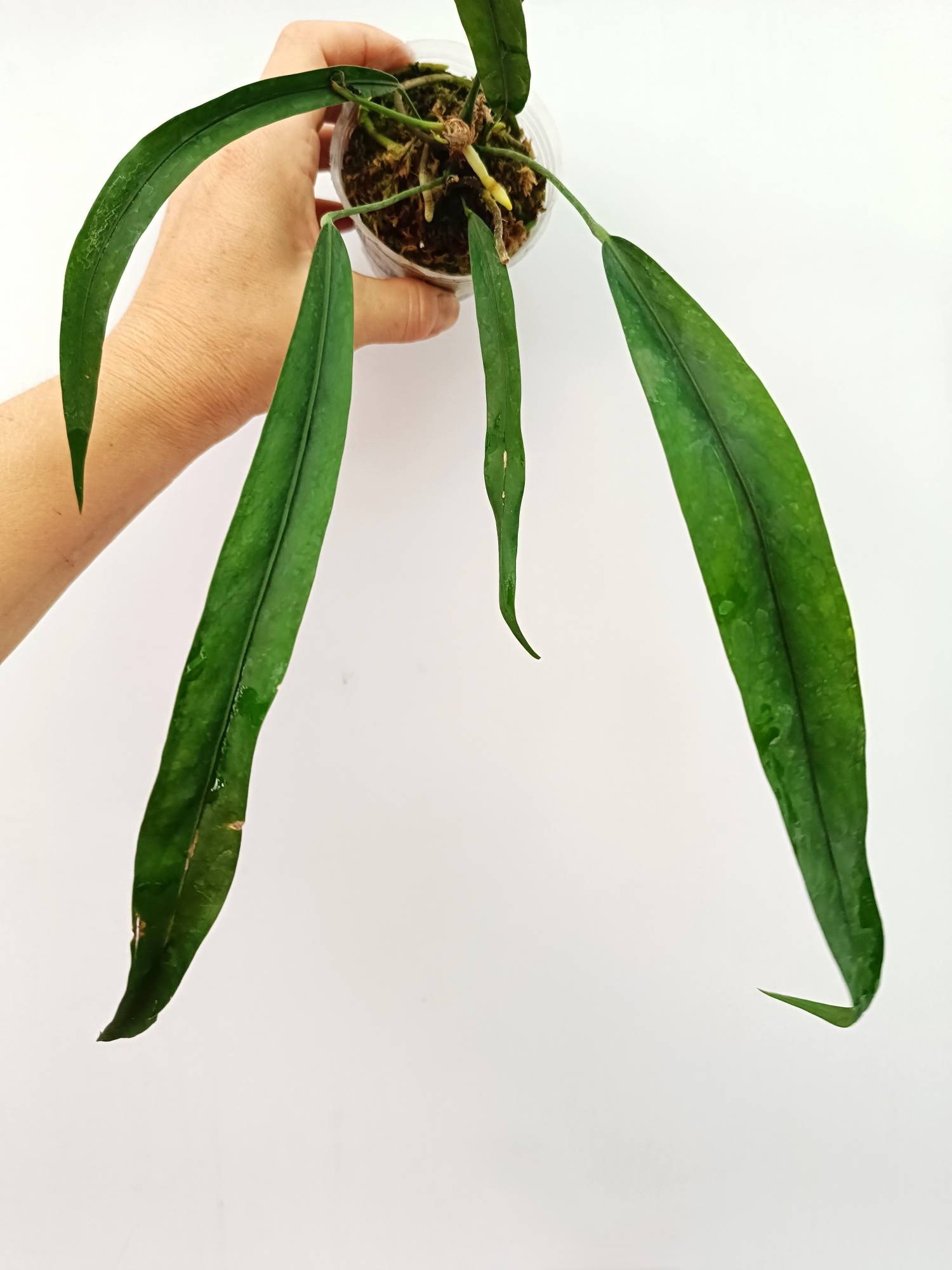 その他観葉植物 Anthurium pendens Anthurium Type Pendens JA - Healthy, Fully Rooted Plant in 8cm Pot