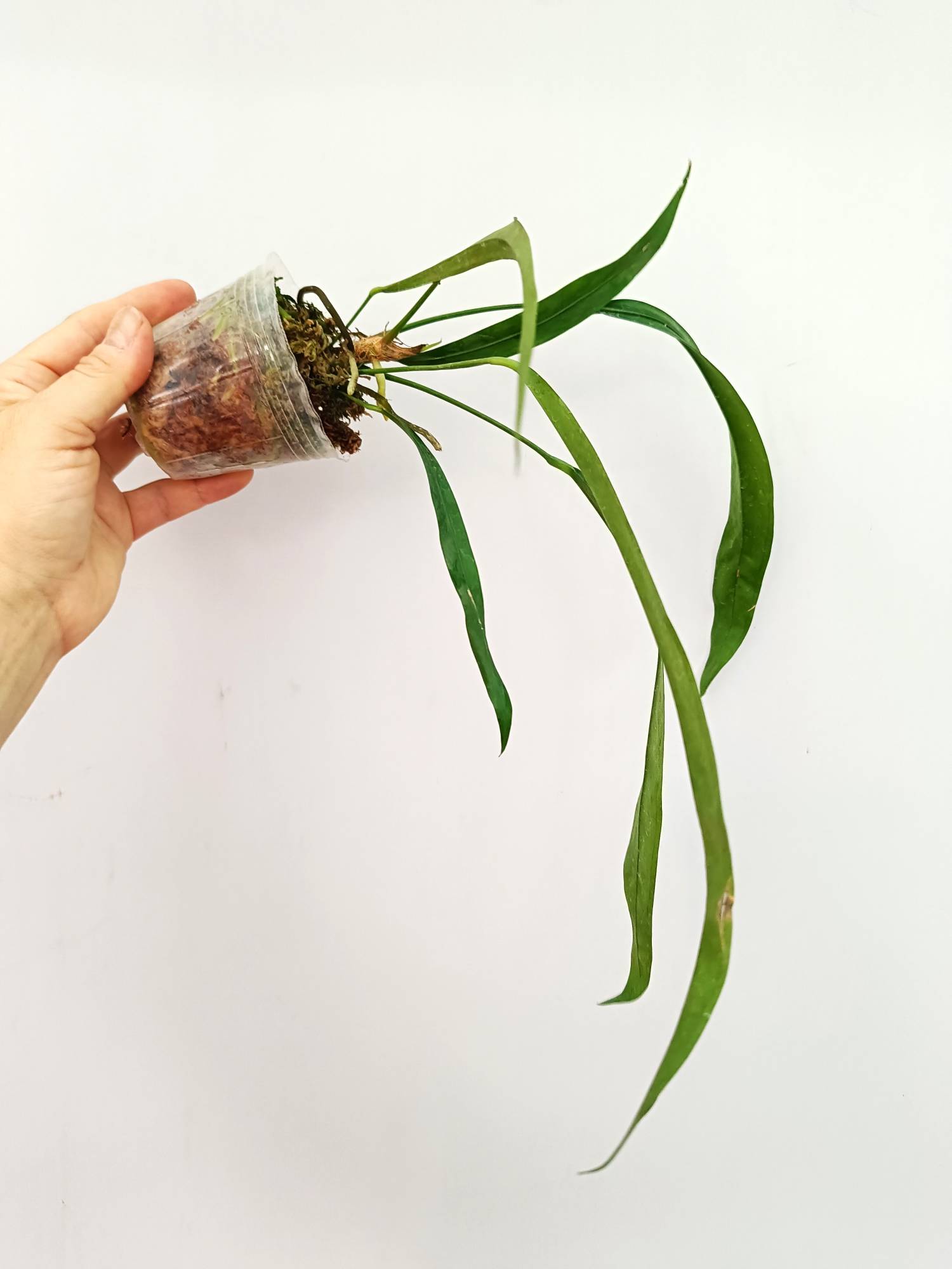 Anthurium Type Pendens JA