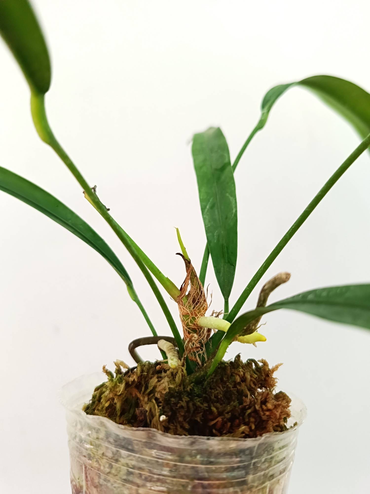 Anthurium Type Pendens JA - Healthy, Fully Rooted Plant in 8cm Pot