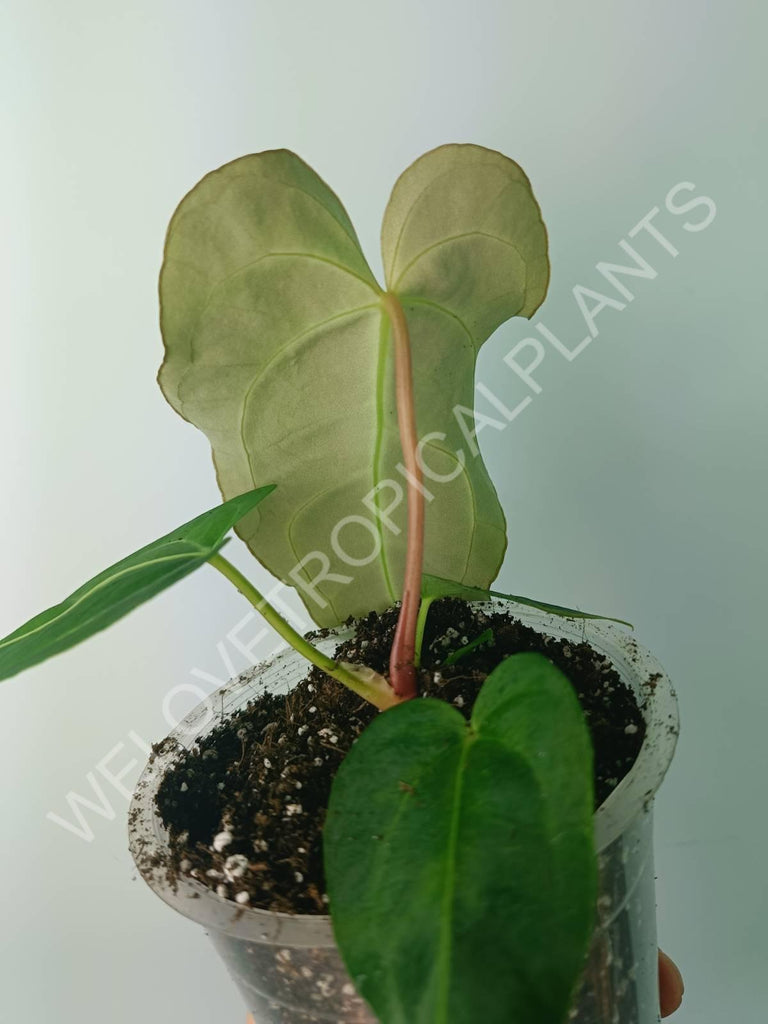 Anthurium regale