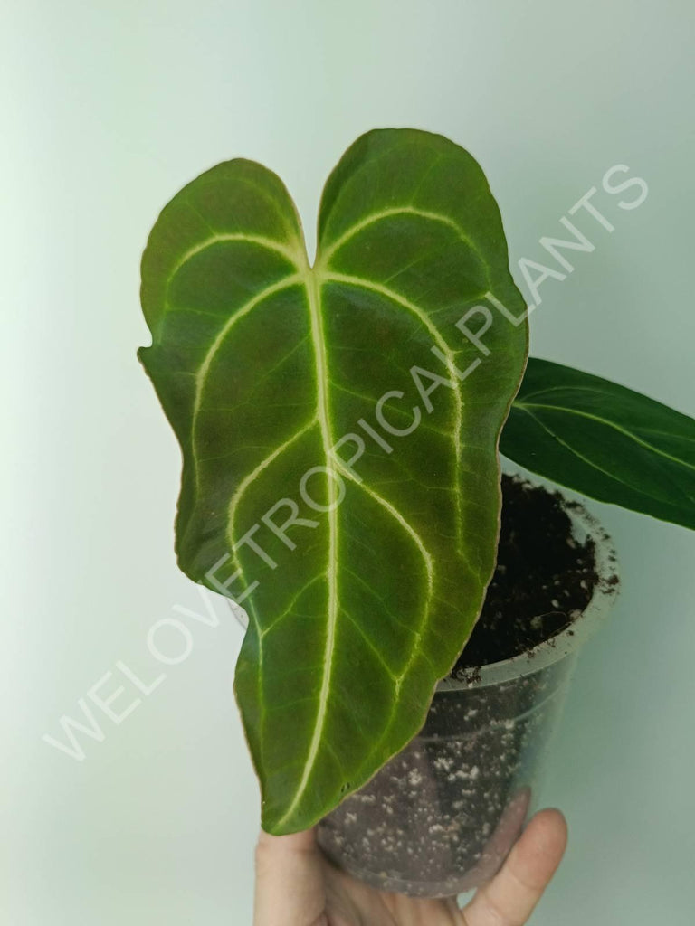 Anthurium regale