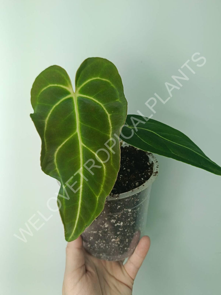 Anthurium regale