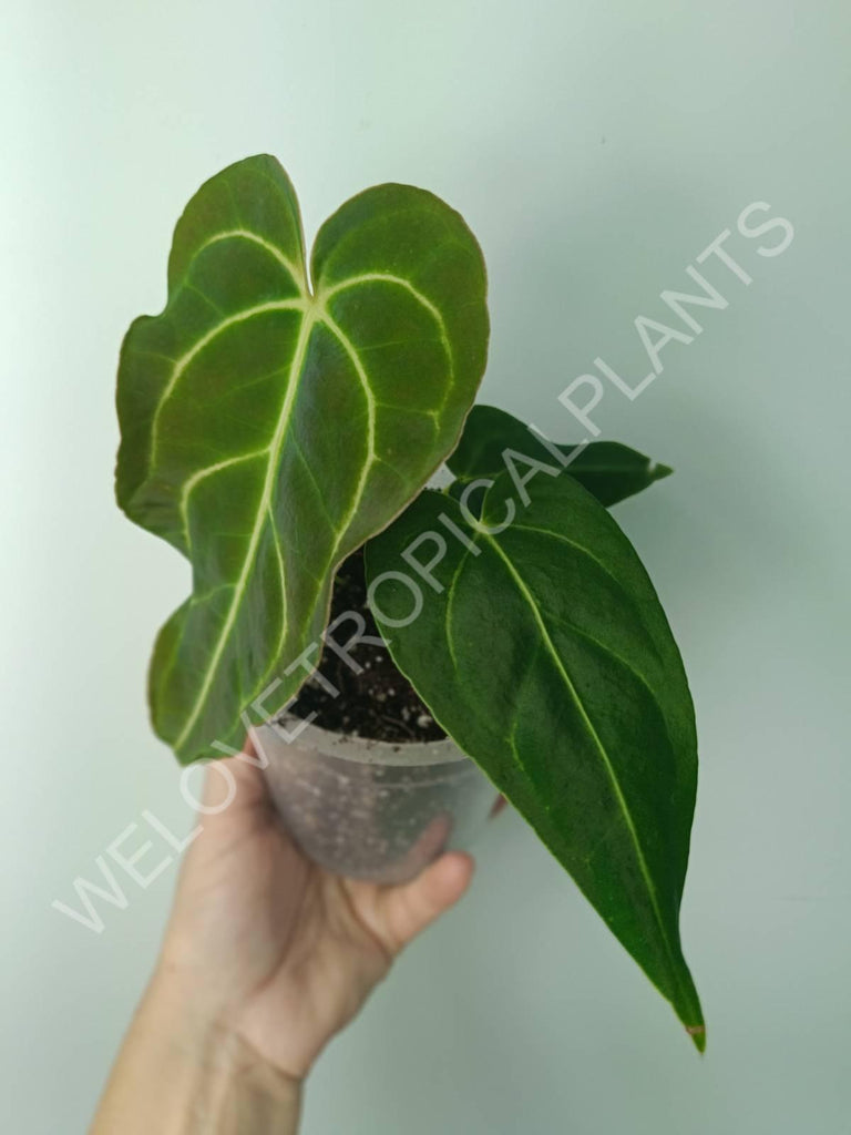 Anthurium regale