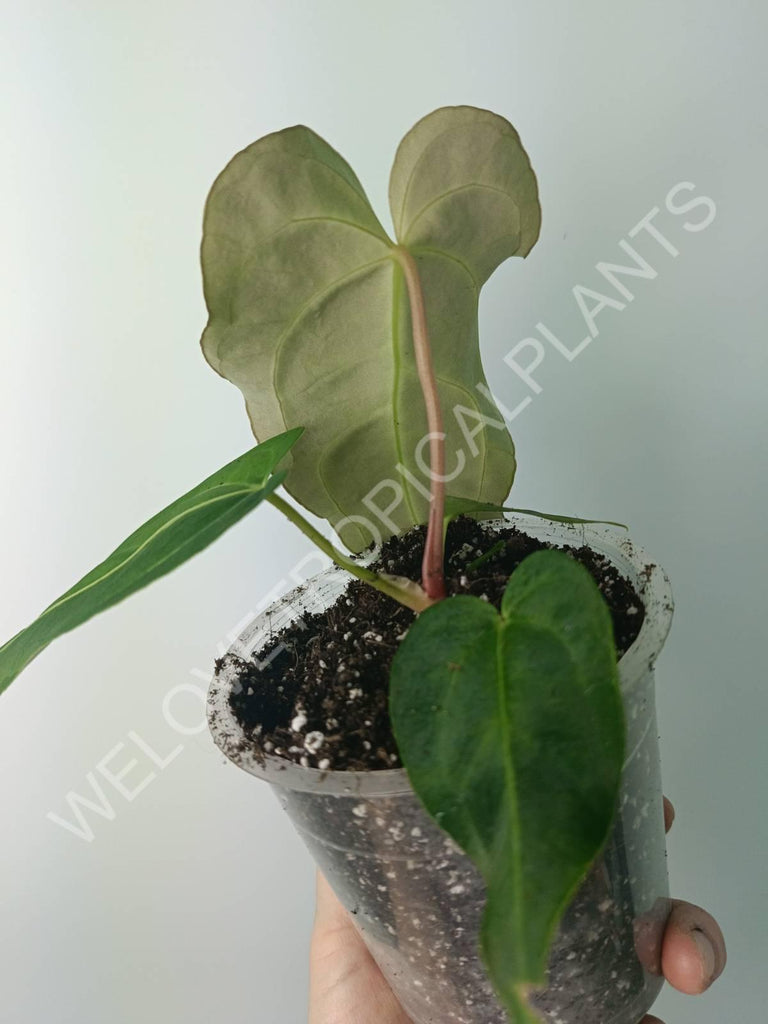 Anthurium regale