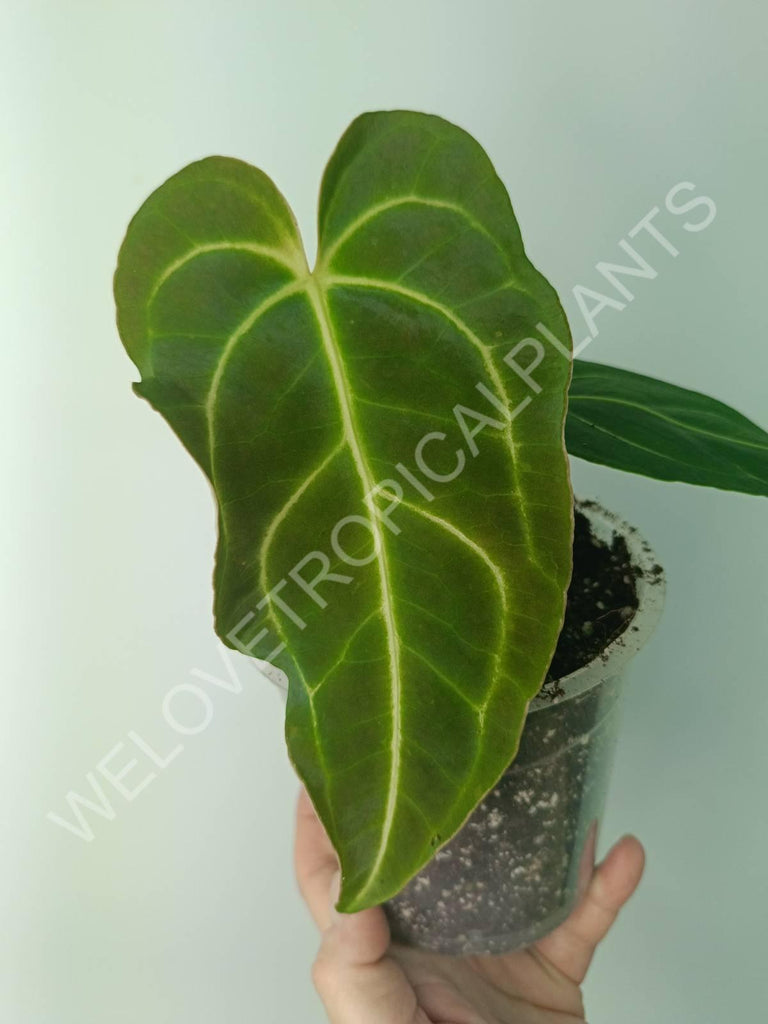 Anthurium regale