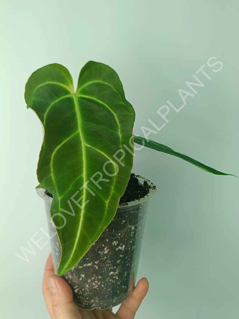 Anthurium regale