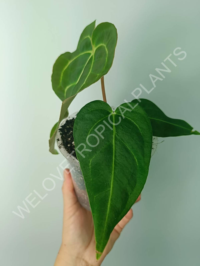 Anthurium regale