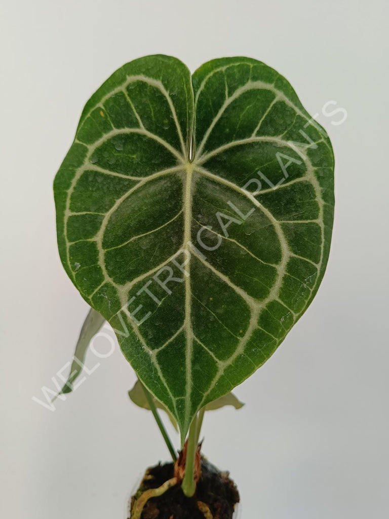 Anthurium clarinervium