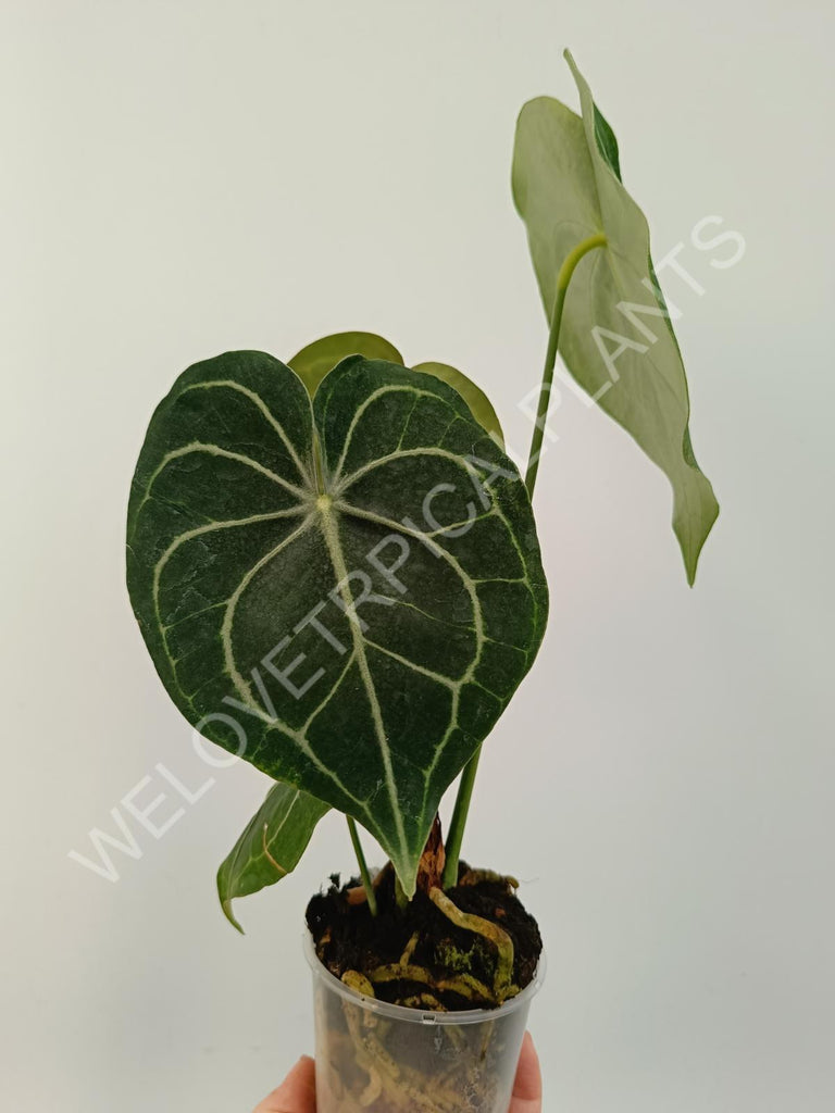 Anthurium clarinervium