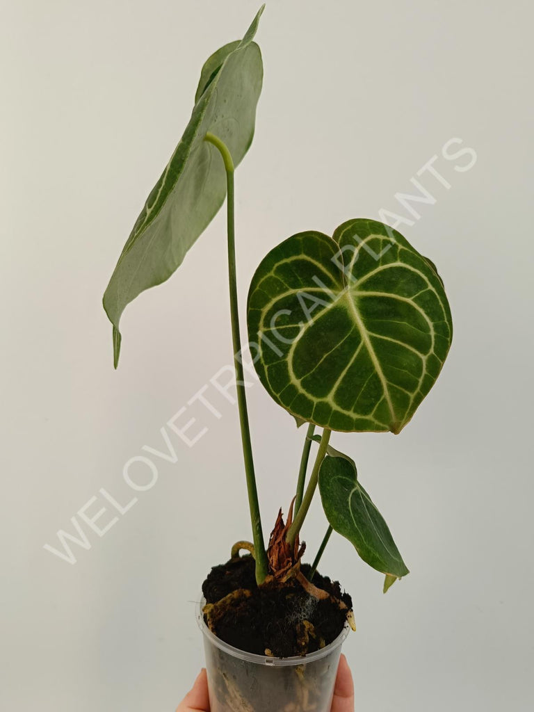 Anthurium clarinervium