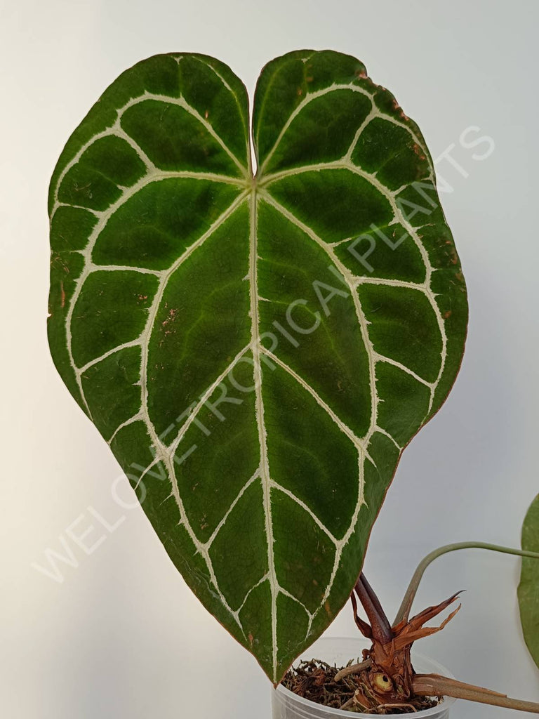 Anthurium crystallinum