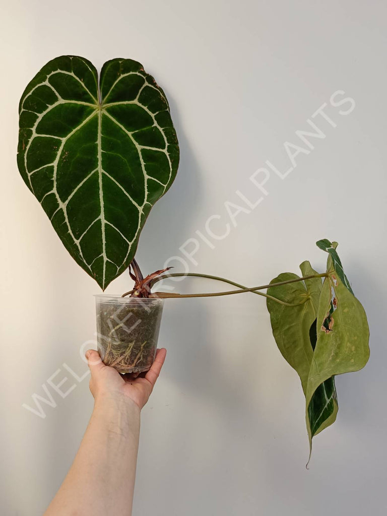 Anthurium crystallinum