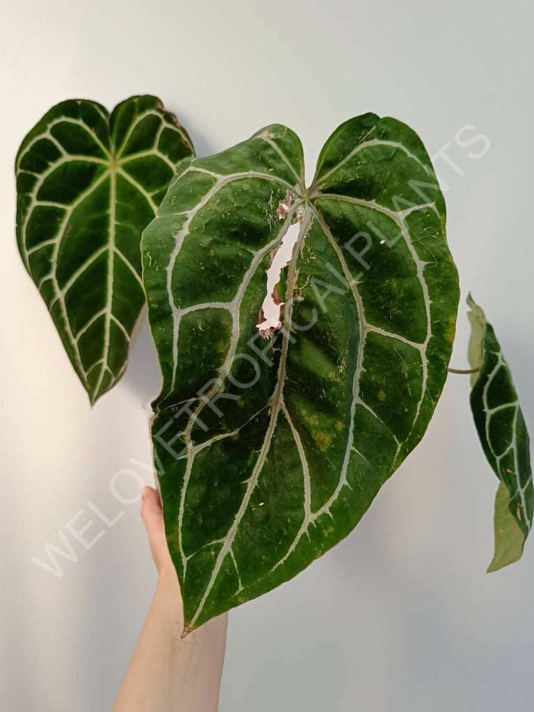 Anthurium crystallinum