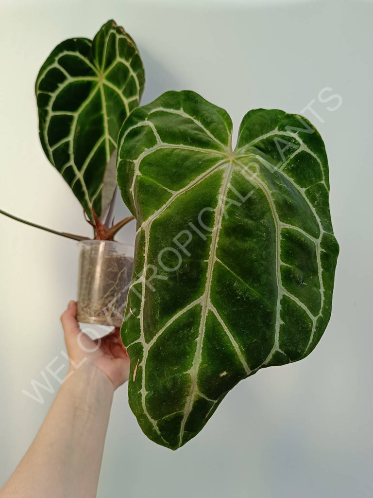 Anthurium crystallinum