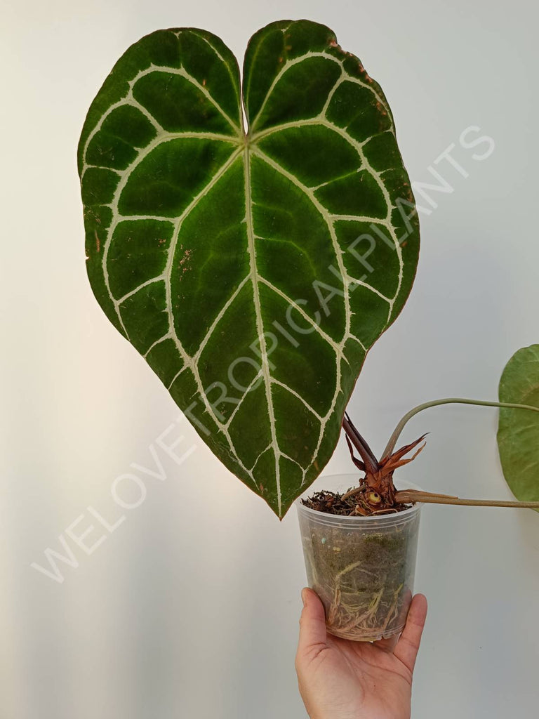 Anthurium crystallinum