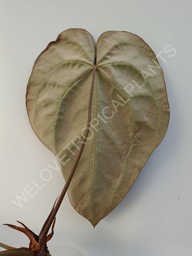 Anthurium crystallinum