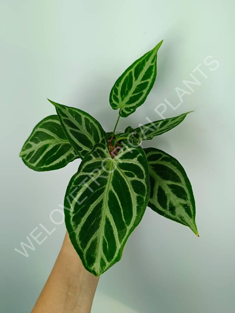 Anthurium crystallinum silver blush