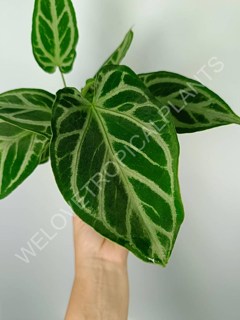 Anthurium crystallinum silver blush