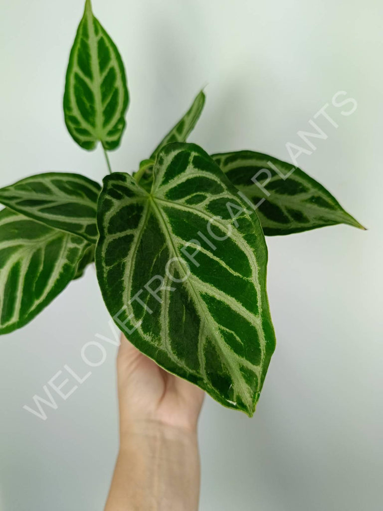 Anthurium crystallinum silver blush