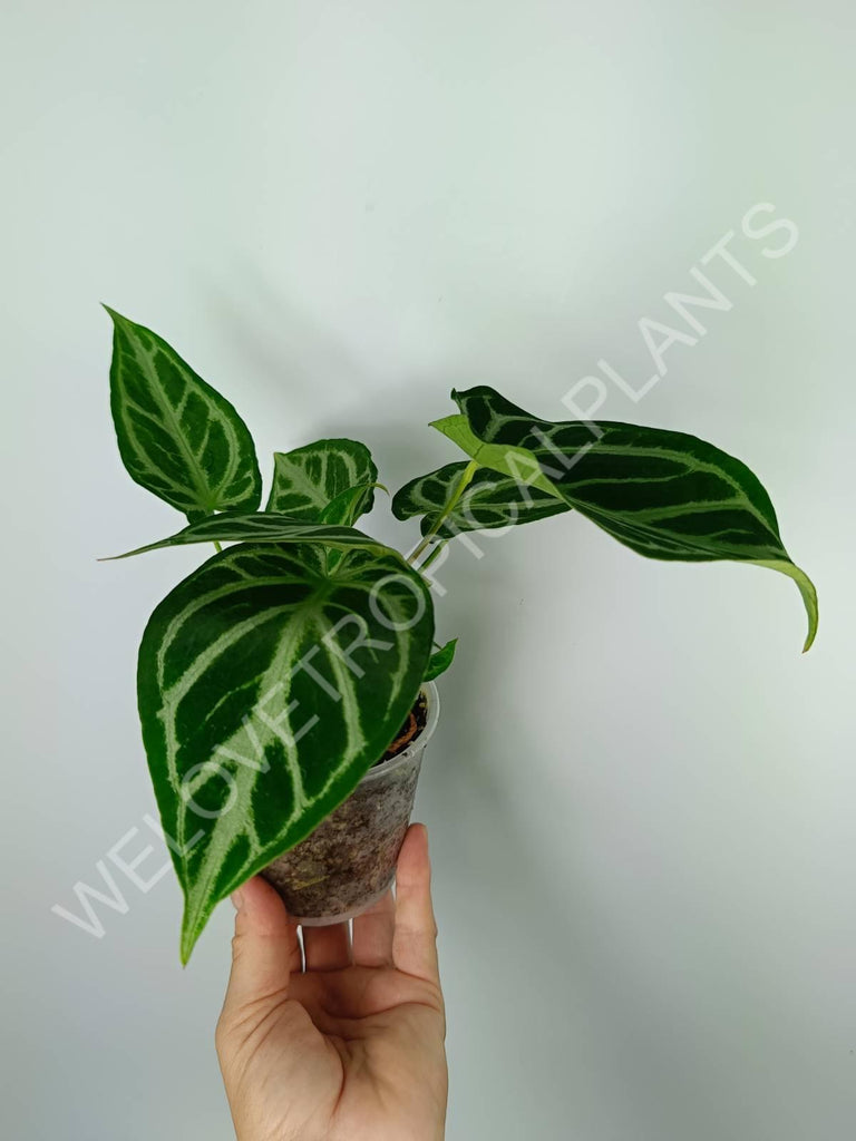 Anthurium crystallinum silver blush