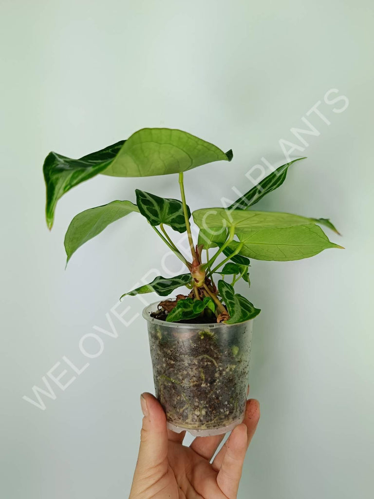 Anthurium crystallinum silver blush