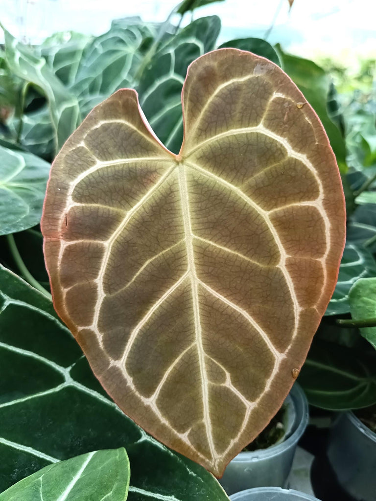 Anthurium crystallinum 