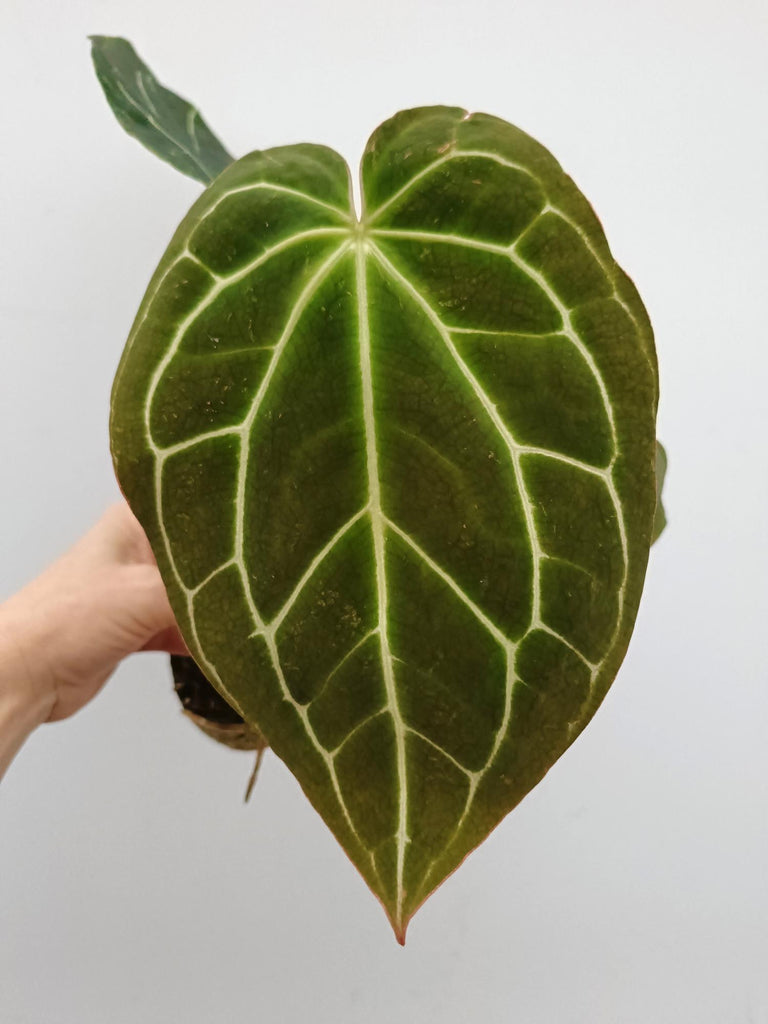 Anthurium crystallinum 