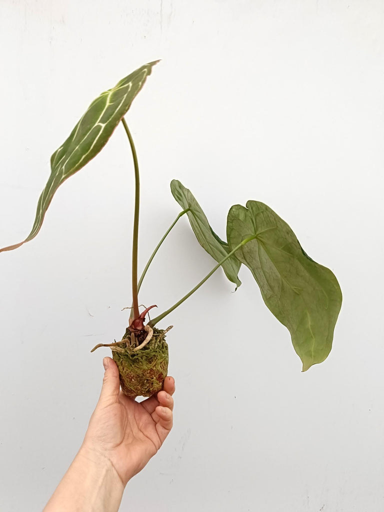 Anthurium crystallinum 