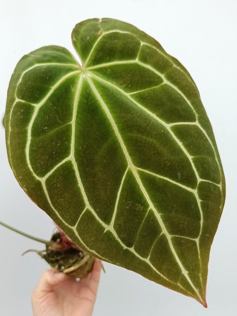 Anthurium crystallinum 