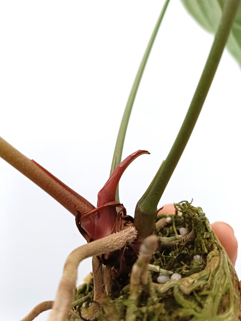 Anthurium crystallinum 