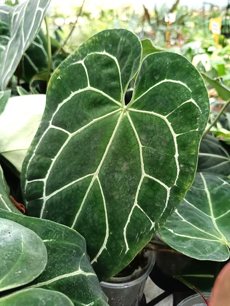 Anthurium crystallinum 