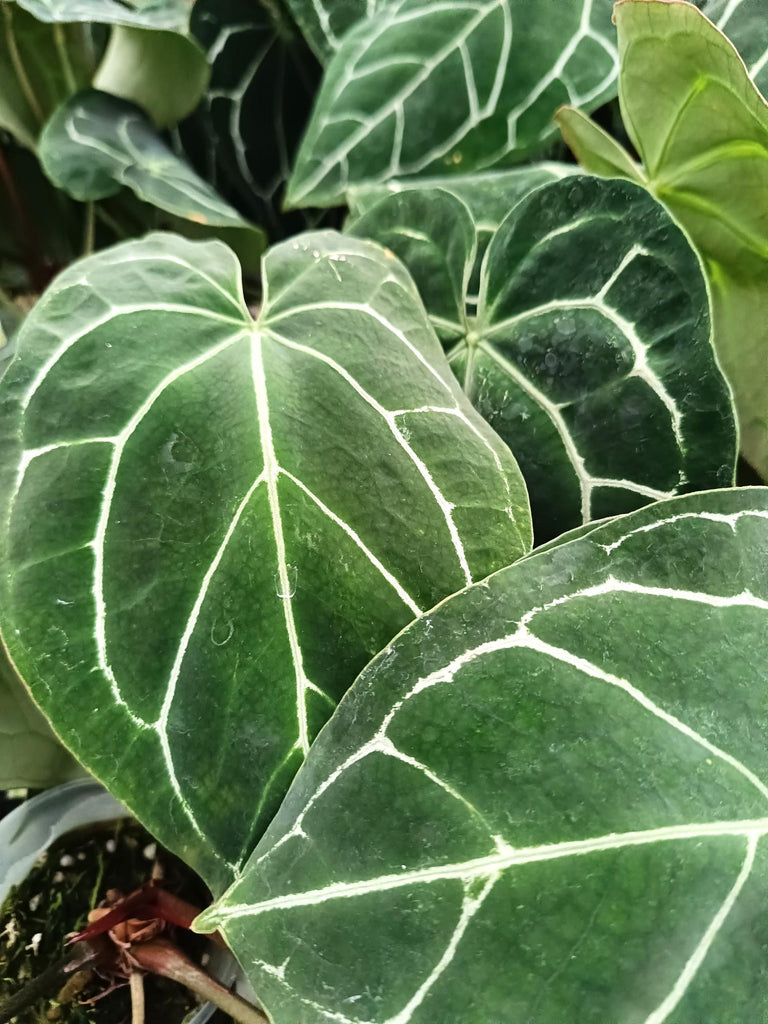 Anthurium crystallinum 