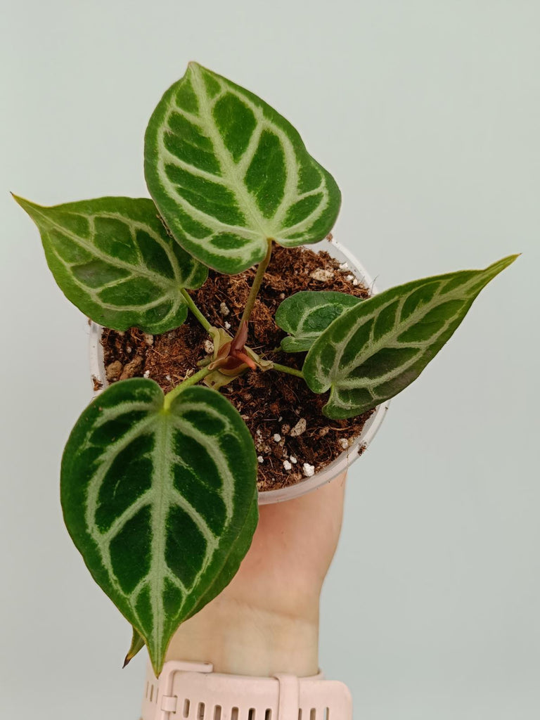 Anthurium crystallinum silver blush