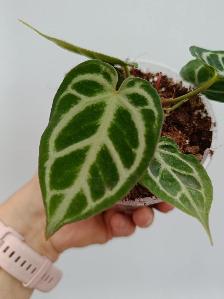 Anthurium crystallinum silver blush