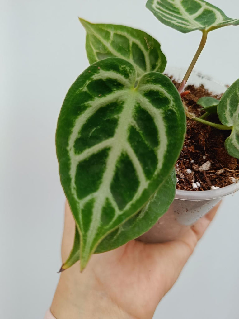 Anthurium crystallinum silver blush