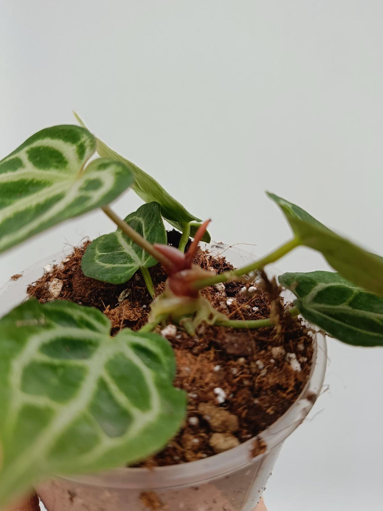 Anthurium crystallinum silver blush