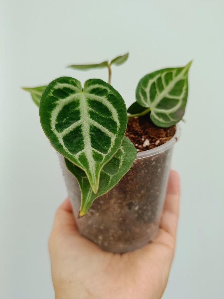 Anthurium crystallinum silver blush